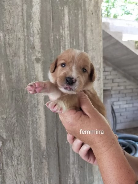 Cuccioli di taglia media piccola  | Foto 6