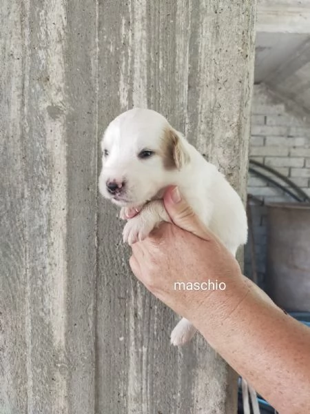 Cuccioli di taglia media piccola  | Foto 5