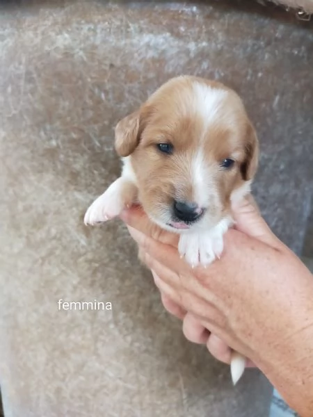 Cuccioli di taglia media piccola  | Foto 4
