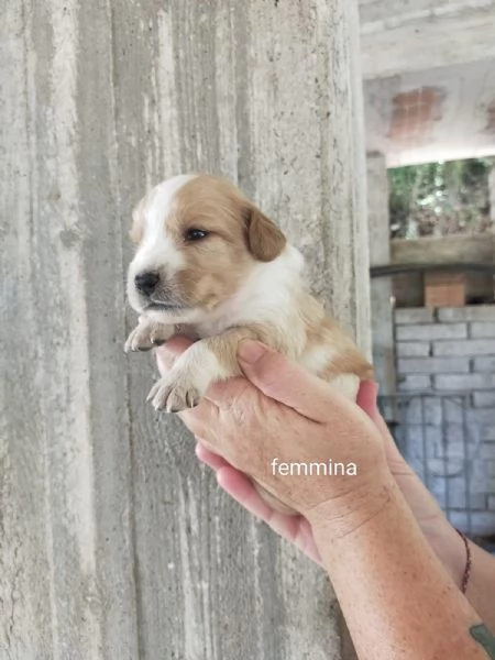 Cuccioli di taglia media piccola  | Foto 3