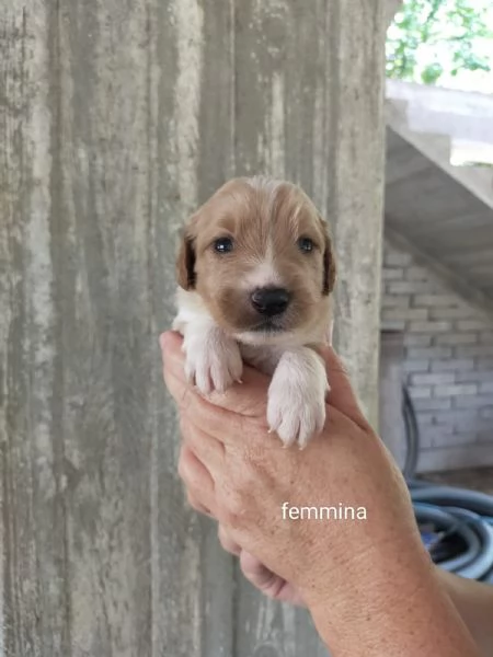 Cuccioli di taglia media piccola  | Foto 2