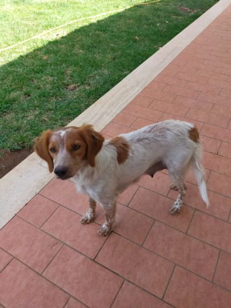 Cuccioli di taglia media piccola  | Foto 1