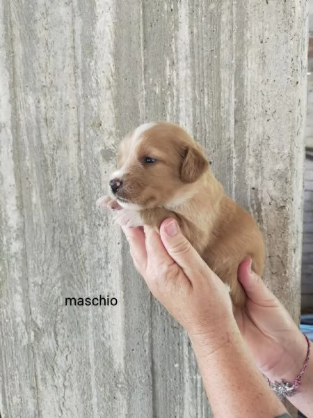 Cuccioli di taglia media piccola  | Foto 0