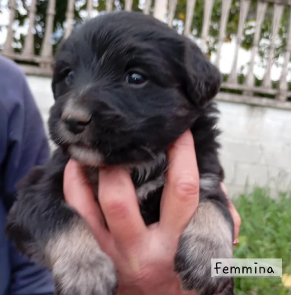 Cuccioli di taglia media piccola  | Foto 6