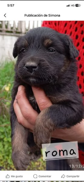Cuccioli di taglia media piccola  | Foto 5