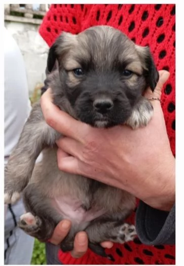 Cuccioli di taglia media piccola  | Foto 2