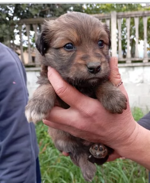 Cuccioli di taglia media piccola  | Foto 1