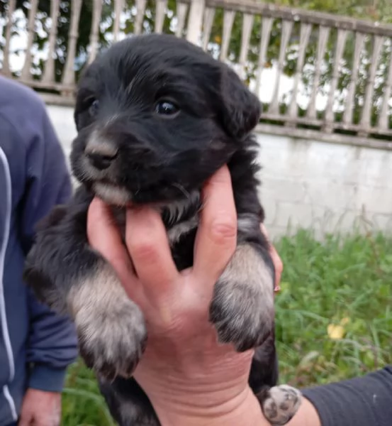 Cuccioli di taglia media piccola  | Foto 0