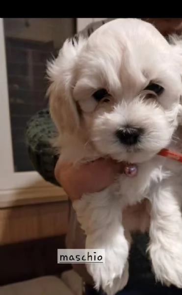 Cuccioli di maltese | Foto 0