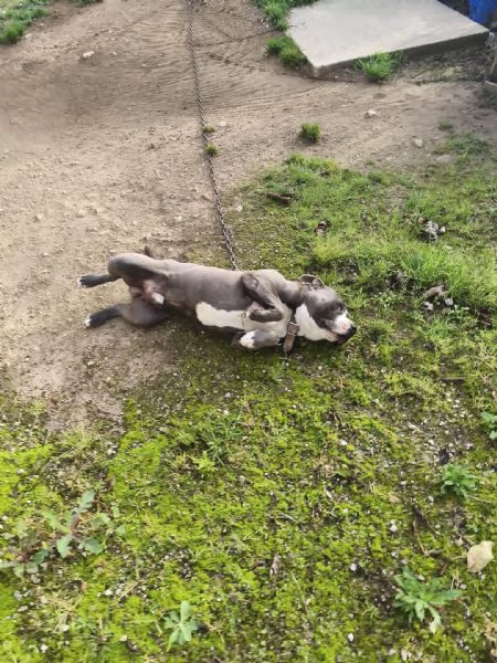 Cagnolino amstaff | Foto 3