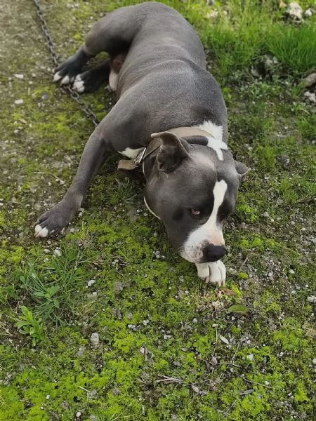 Cagnolino amstaff | Foto 2