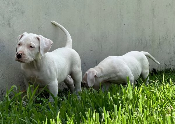 Cuccioli di Dogo Argentino