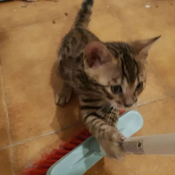 3 tenerissimi gattini del Bengala con Pedigree  | Foto 4