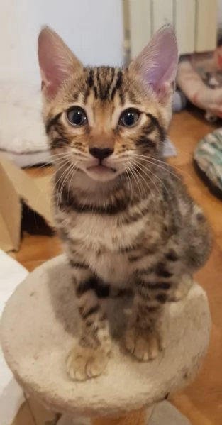 3 tenerissimi gattini del Bengala con Pedigree  | Foto 3