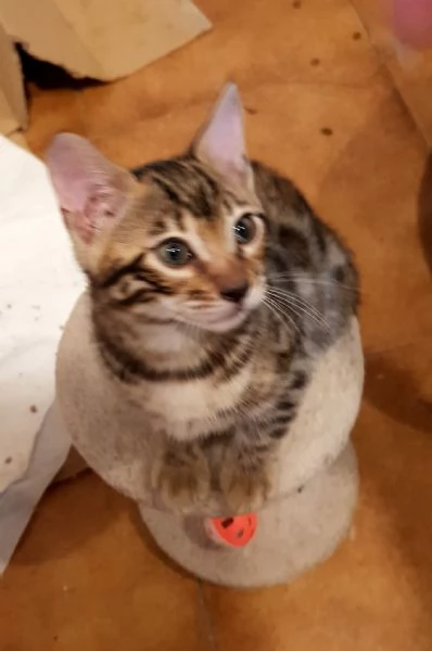 3 tenerissimi gattini del Bengala con Pedigree  | Foto 2