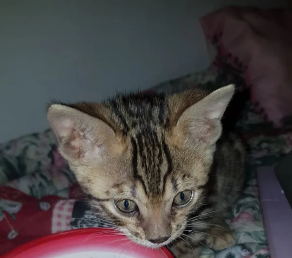 3 tenerissimi gattini del Bengala con Pedigree  | Foto 1