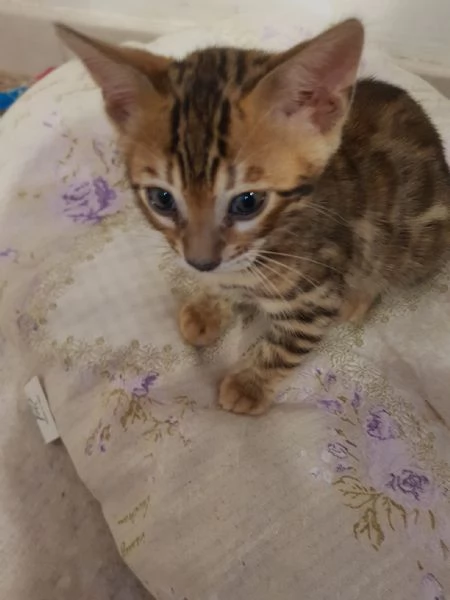 3 tenerissimi gattini del Bengala con Pedigree 