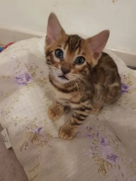 3 tenerissimi gattini del Bengala con Pedigree  | Foto 0