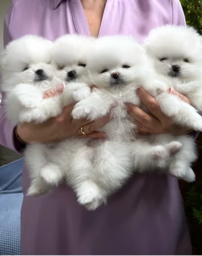 Hermosas cachorros de pomerania de taza de t disponibles