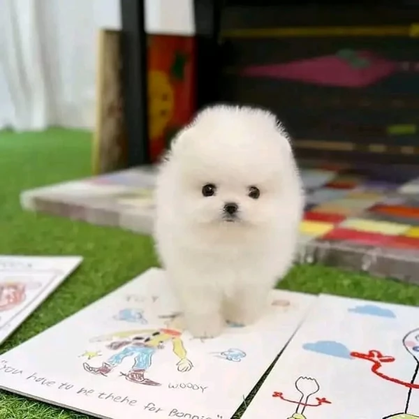 Hermosas cachorros de pomerania de taza de t disponibles | Foto 0