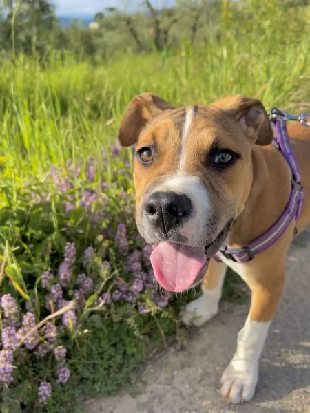 Cercando una casa amorevole per Rocky il pitbull giocherellone