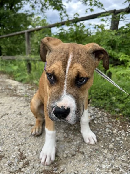 Cercando una casa amorevole per Rocky il pitbull giocherellone | Foto 2