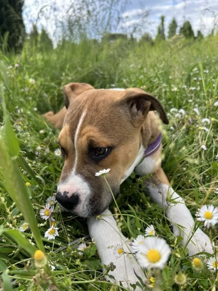 Cercando una casa amorevole per Rocky il pitbull giocherellone | Foto 0