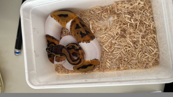 Master Lock - 5-Pin Cylinder Padlock - Steel - 1-13/16 In - Foto 11