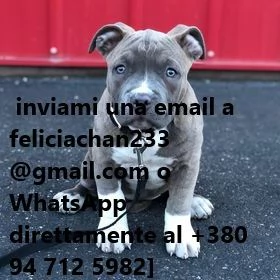 Ultimi cuccioli di Pitbull Terrier