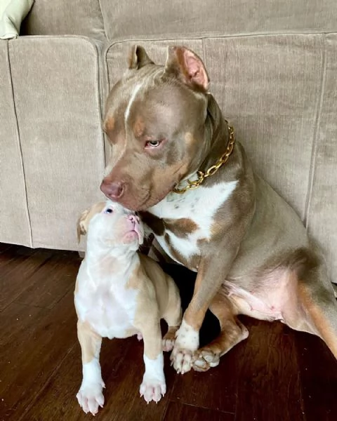 Ultimi cuccioli di Pitbull Terrier | Foto 1