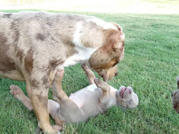 Pitbull Terrier | Foto 0