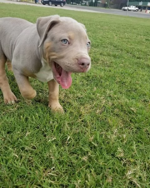 Pitbull cuccioli di due mesi | Foto 1
