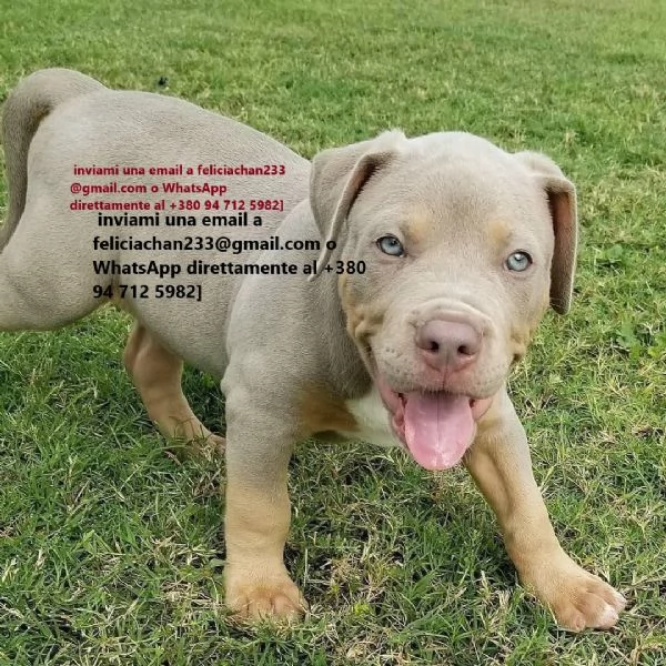Pitbull cuccioli di due mesi
