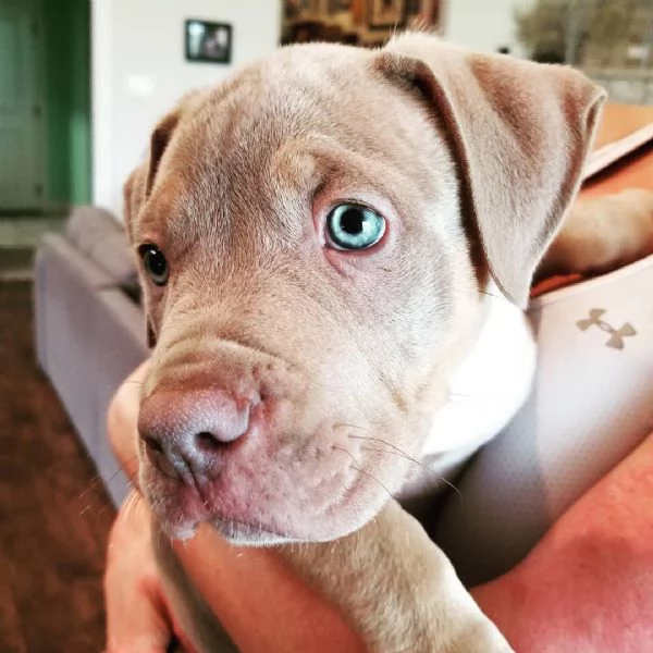 Pitbull cuccioli di due mesi | Foto 1