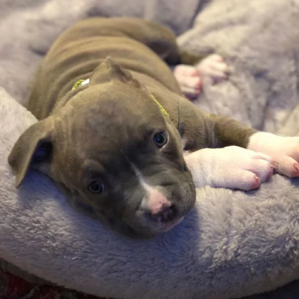 cuccioli di Pitbull Terrier 