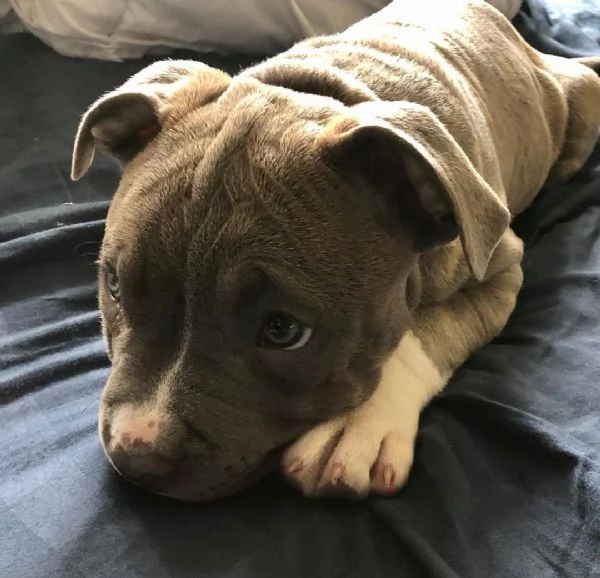 cuccioli di Pitbull Terrier  | Foto 3