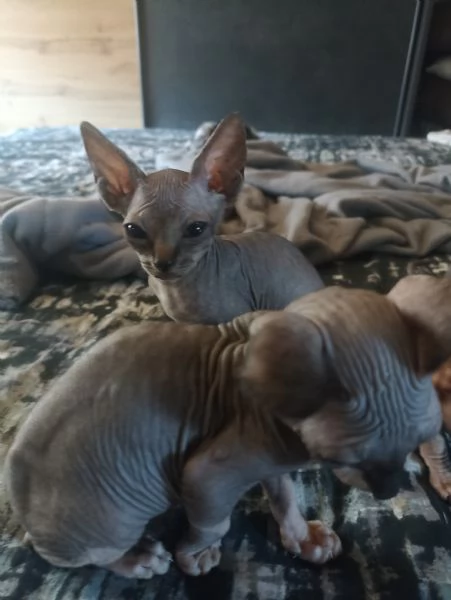 Sphynx  | Foto 3