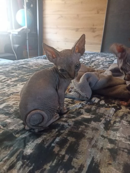 Sphynx  | Foto 2