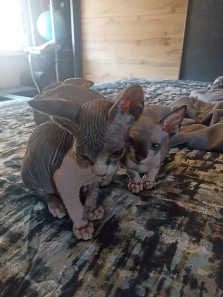 Sphynx  | Foto 1