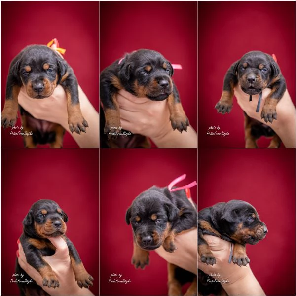 Dobermann cuccioli | Foto 1