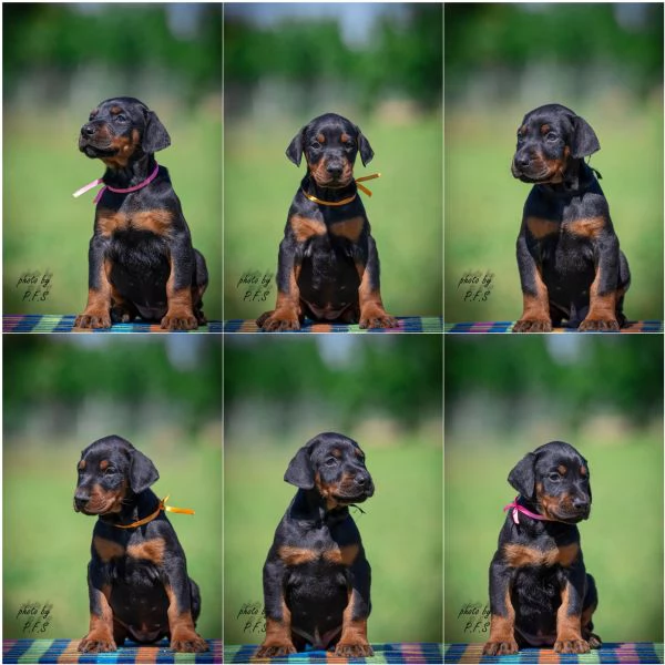 Dobermann cuccioli | Foto 0