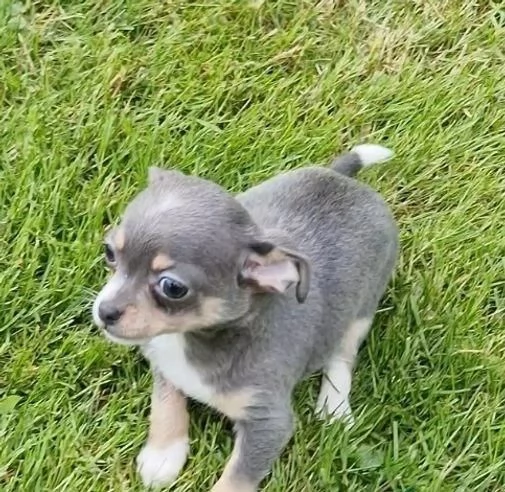 Regalo cuccioli di chihuahua | Foto 1