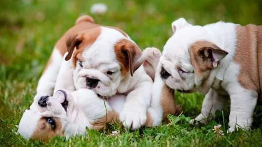 Cuccioli di bulldog inglese
