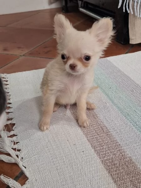 Cuccioli maschi di chihuahua disponibili | Foto 5