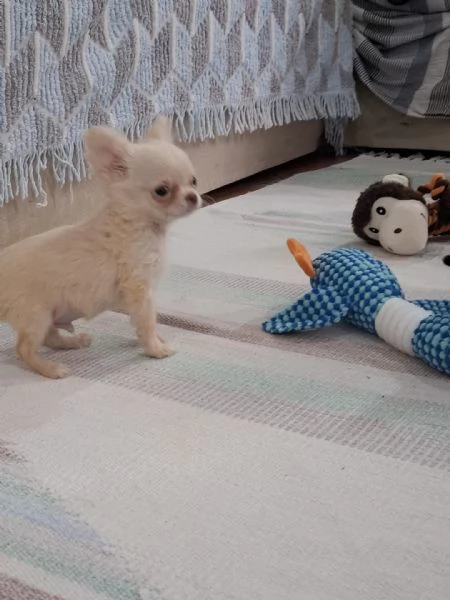 Cuccioli maschi di chihuahua disponibili | Foto 3