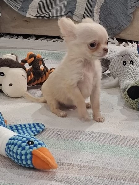 Cuccioli maschi di chihuahua disponibili | Foto 2