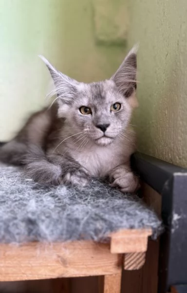 Maine coon 