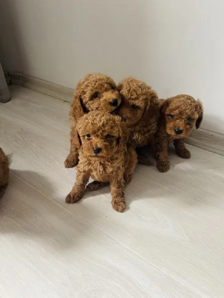Regala cuccioli di Barboncino | Foto 0