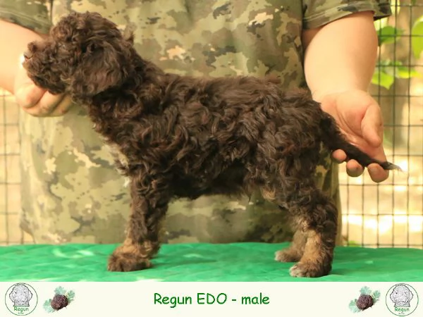 Lagotto romagnolo  cucciolo 1 | Foto 1