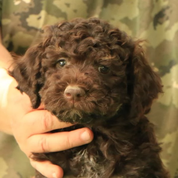 Lagotto romagnolo  cucciolo 1